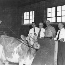 First Registered Guernsey to be Auctioned at Hi-Point Farms Dispersal Sale